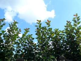 Vivaio di alberi da frutto meli pere prugne ciliegie ciliegie, albicocche, pesche